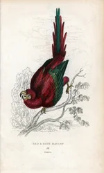 レッド・アラまたはマカオ・アラ。Psittacus macao.Miscellany of Natural Historyに掲載された、ジョン・オーデュボンのデッサンに基づくジョセフ・キッドのリトグラフ：1833年にスコットランドのエディンバラで出版された『オウム、トーマス・ディク・ローダー卿とトーマス・ブラウン大尉』。