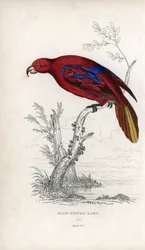レッド・ロリ、Eos rubra。Psittacus caeruleatus。ジョン・オーデュボンのデッサンをもとにジョセフ・キッドが描いたリトグラフ：1833年にスコットランドのエディンバラで出版された『Miscellany of Natural History: Parrots, Sir Thomas DiK Lauder and Captain Thomas Brown』に掲載されたジョン・オーデュボンの絵をもとにしたジョセフ・キッドのリトグラフ。