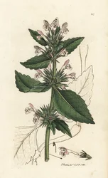 ジェームズ・スミスの『英国植物学』より、ジェームズ・サワービーによる手彩色銅版画。