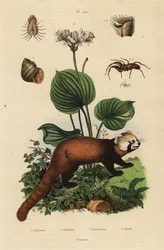 レッサーパンダ（Ailurus fulgens）、絶滅危惧種4、ノーザンクリスマスリリー（Proiphys amboinensis）3、カワニナ（Viviparus viviparus）1、クモ（Palpimanus species）。