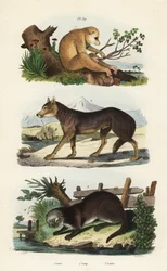 レッドスレンダーロリス（Loris tardigradus endangered）1、オオカミ（Canis lupus）2、ユーラシアカワウソ（Lutra lutra）3