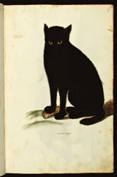 黒猫の描写。動物に関する博物誌写本の図版、ウリッセ・アルドロヴァンディ文庫、大学図書館、1603年版。