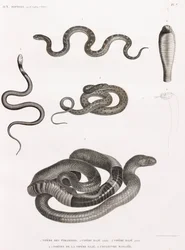 爬虫類：蛇のイラストシリーズ