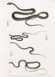 爬虫類：蛇のイラストシリーズ