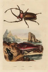 コガネムシ、Golofa porteri 1、クレタ島のコガネムシ、Scarus creticus 2、Scarites buparius beetle 3