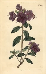 シャクナゲまたはツツジ - 常緑のダウリアシャクナゲ、Rhododendron dahuricum sempervirens。ジョン・シムズの『カーティス・ボタニカル・マガジン』（カウチマン、ロンドン）より、ウェッデルによる手彩色の植物学的エングレーヴィング。
