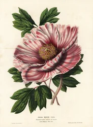 フランダースのリボン牡丹、雑種、Paeonia moutan vittata, var. rubanee of Flanders。Louis van HoutteとCharles Lemaireの「Flowers of the Gardens and Hothouses of Europe, Flore des Serres et des Jardins de l