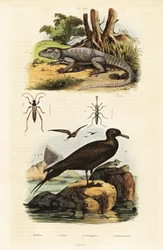 岩アガマと寄生イェーガー、1834-1839 (彫刻)