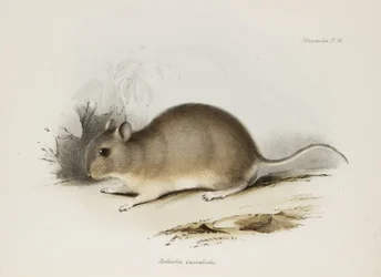 げっ歯類、c 1832-1836