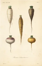 根菜類、racines alimentaires