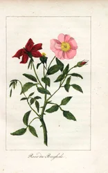 ベンガルのバラ、ロサ・インディカ。1815年頃、パリで出版された "Hommage rendu a la Rose "に掲載されたプリュドム女史の挿絵の手彩色銅版画。バラの歴史と1ダースの植物学的細密画が掲載されたギフトブック。