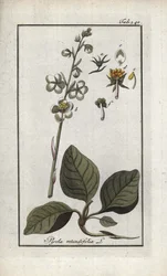 丸葉ピロール（Pyrola rotundifolia）。オランダ、ヨハネス・ゾーン（1739-1799）作 "Afbeelding der Artseny-Gewassen "からのリトグラフ。