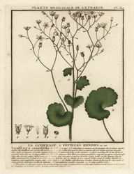 丸葉ユキノシタ、ユキノシタ rotundifolia。