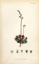 丸葉のサンデュー、Drosera rotundifolia。ヘンリー・サワービーによる手彩色リトグラフ、エドワード・ハミルトン著『Flora Homeopathica』より。