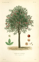 ローワンまたはナナカマド、Sorbus aucuparia、Sorbier des oiseleurs