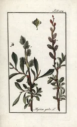 ロイヤル・ペッパーまたはマーシュ・マートル（Myrica gale）。オランダ、ヨハネス・ゾーン（1739-1799）作 "Afbeelding der Artseny-Gewassen "よりリトグラフ。