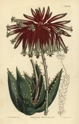 Rubble aloe or mitre aloe, Aloe perfoliata (Least mitre aloe, Aloe mitraeformis brevifolia)