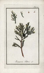セイヨウネズ（Juniperus sabina）。オランダ、ヨハネス・ゾーン（1739-1799）作「Afbeelding der Artseny-Gewassen」のリトグラフ。