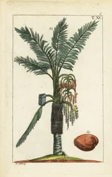 サゴヤシの木、メトロキシロンサグ。