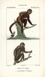 サジュー、サフォガノ、オマキザル、サイミリ、リスザル - ジャン・ガブリエル・プレットル（1780-1845）作、カルノンケル版、ピエール・ジャン・フランソワ・トゥルパン（1775-1840）編集、フレデリック・キュヴィエ著「自然科学辞典：哺乳類」掲載。