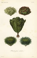サラダの野菜、サラダのための植物