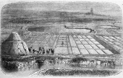 塩の生産：南フランスの塩湿地（saline）。19世紀のエングレービング