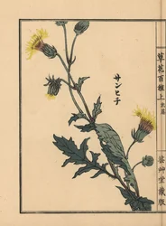 サンヒチソウ。河野梅嶺による手彩色木版画『草花百種』（東京、山田）より。