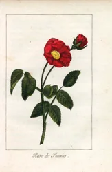 緋色のプロヴァンス・ピンク、プロヴァンのバラ、ロサ・ガリカ。1815年頃、パリの "Hommage rendu a la Rose "に掲載されたプリュドム女史の挿絵の手彩色銅版画。バラの歴史と12点の植物細密画が掲載されたギフトブック。