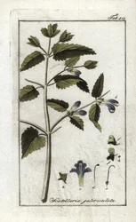 ヘルメットまたは大きな帽子（Scutellaria galericulata）をかぶったScutellaire。オランダ、ヨハネス・ゾーン（1739-1799）作 "Afbeelding der Artseny-Gewassen "のリトグラフ。