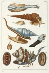 海の生き物