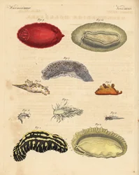 ウミウシPhyllidia varicosa 1,2、Tergipes limacina 3,4、Aeolidia papillosa 5、Scyllaea pelagica 6、Tritonia hombergii 7、Polycera quadrilineata 8、Platydoris argo 9,10。フリードリッヒ・ヨハン・ベルトゥッフの『Bilderbuch fur』からの手彩色銅版画。