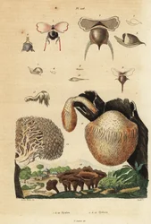 カタツムリ（Diacavolinia limbata、Diacria trispinosa）1～10匹、キノコ（Hydnum）ハリタケ（Hydnum repandum）14匹、サンゴの歯のキノコ（Hericium coralloides）12匹など