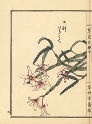 セッコク、モウセンゴケ。河野梅嶺の手彩色木版画『草花百種』より 東京・山田