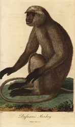 Semnopitheque entelle - 灰色ラングールまたはハヌマンラングール、Semnopithecus entellus（Dufresne