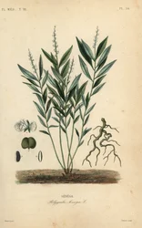 セネカ・スネークルートまたはガラガラ・ルート、Polygala senega、Senega