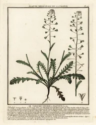 羊飼いの財布、Capsella bursa-pastoris。