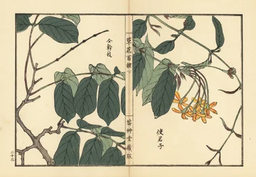 紫君子(しくんし) 蘭君子(らんくんし) 河野梅嶺(こうのばいれい)手彩色木版画 『草花百種』所収 東京・山田