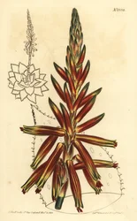 葉の短いアロエ、Aloe brevifolia var.