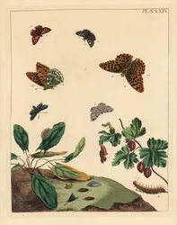 シルバーウォッシュドフリティラリー、Argynnis paphia、フォレスター・モス、Adscita statices、L. or gooseberry moth、Halia vauaria、スモール・コッパー・チョウ、Lycaena phlaeas、ディンギー・スキッパー、Erynnis tages、グーズベリー・ブッシュ、Ribes grossularia。手彩色のリトグラ
