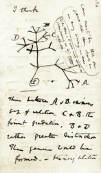 チャールズ・ダーウィン（1809-1882）の最初のノート「種の変容」からのスケッチ：これは彼の進化論に言及した最初の図である。1837