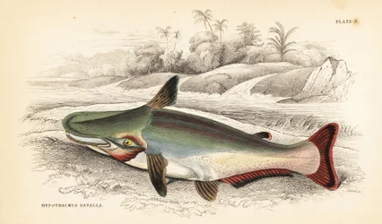 ナマズ、Ageneiosus inermis（アラワクのダワラ、Hypothalmus davalla）。Sir William Jardine