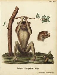 マイペースなキツネザル。絶滅危惧種。Lemur tardigradus Linn.Johann Christian Daniel Schreber