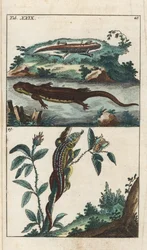 ゴットリープ・トビアス・ウィルヘルム（1758-1811）による「Smooth or Common Triton and Sand Lizard - Strong Water」（Encyclopedie of Natural Historyより）：両生類