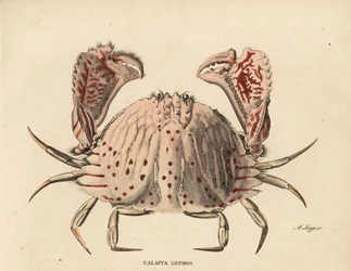 滑らかな、または赤い斑点のある箱蟹、カラッパ・カラッパ（Calappa lophos）。ゲオルク・フリードリヒ・トライチケの自然史ギャラリー、Naturhistorischer Bildersaal des Thierreiches、Liepzig-1842所蔵のA.Scippによる手彩色スチール・エングレーヴィング。