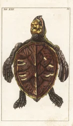 Encyclopedie of Natural History（自然史百科事典）より、Gottlieb Tobias Wilhelm（1758-1811）による「Snack Turtle or Scale Turtle - Strong Water」：両生類