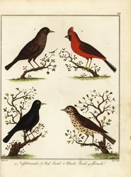 鳴き鳥：ナイチンゲール、赤い鳥、黒い鳥、ツグミ。 1792年（彫刻）