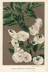 サワーチェリーの木、Prunus cerasus (caproniana ranunculiflora)。Louis van Houtte and Charles Lemaire
