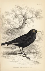 メガネタイラント、Hymenops perspicillatus（メガネウオーターまたはシロウオーター、Perspicilla leucoptera）。Sir William Jardine