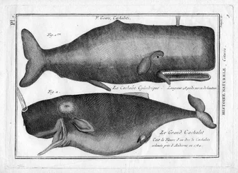 Pierre Joseph Bonnaterre (1762-1804)による "Painting Encyclopedique et Methodique des trois Regnes de la Nature "のマッコウクジラ。1784年パリ。