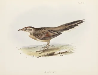 スパインテイル、南アメリカ、1832～1836年頃